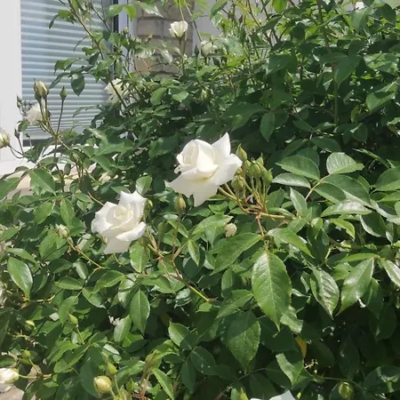 Appartamento Dittrich In Pirna By Interhome *