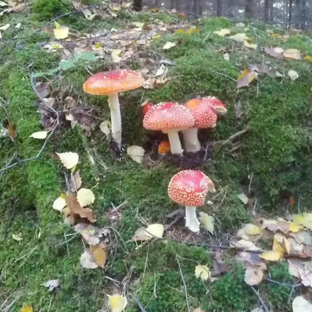 Dittrich In Pirna By Interhome Appartamento Pirna