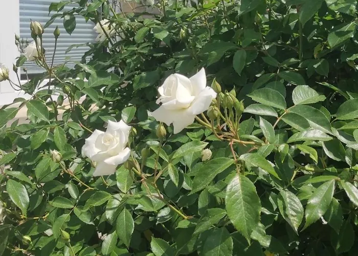 Lägenhet Dittrich In Pirna By Interhome *