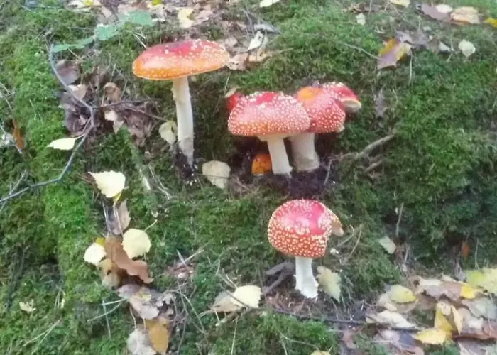 Dittrich In Pirna By Interhome Lägenhet Pirna